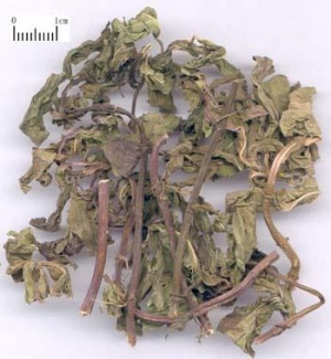 薄荷:点击看原图 薄荷