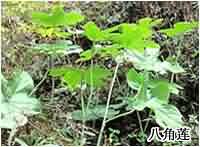 八角莲:点击看原图 八角莲
