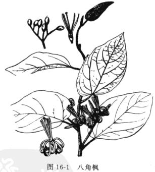 八角枫:点击看原图 八角枫