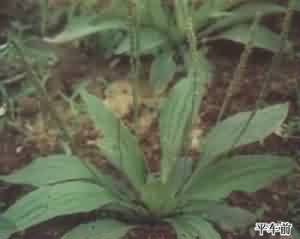 车前草:点击看原图 车前草