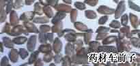 车前子:点击看原图 车前子