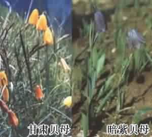川贝母:点击看原图 川贝母