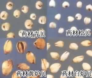 川贝母:点击看原图 川贝母