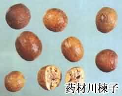 川楝子:点击看原图 川楝子