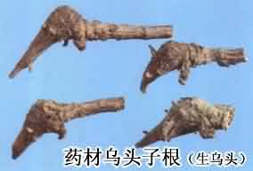 川乌:点击看原图 川乌