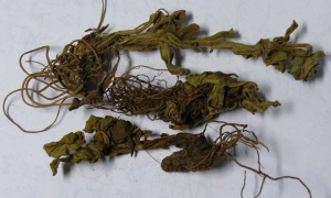 灯盏细辛:点击看原图 灯盏细辛