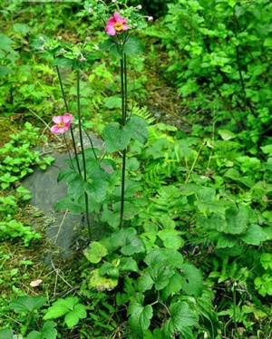 打破碗花花:点击看原图 打破碗花花
