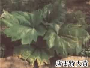 大黄:点击看原图 大黄