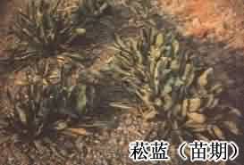 大青叶:点击看原图 大青叶