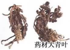 大青叶:点击看原图 大青叶
