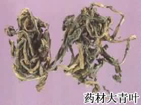 大青叶:点击看原图 大青叶