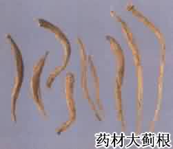 大蓟:点击看原图 大蓟