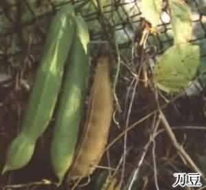 刀豆:点击看原图 刀豆