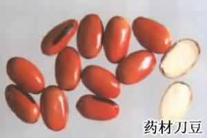 刀豆:点击看原图 刀豆