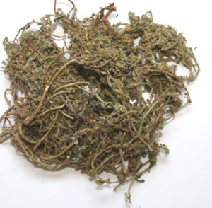 鹅不食草:点击看原图 鹅不食草