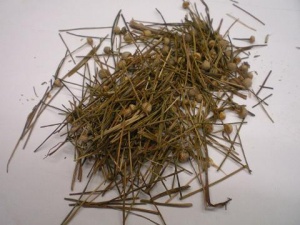 谷精草:点击看原图 谷精草