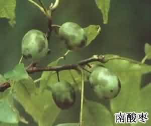 广枣:点击看原图 广枣