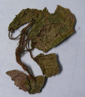 虎耳草:点击看原图 虎耳草