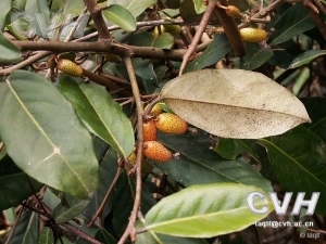 胡颓子:点击看原图 胡颓子