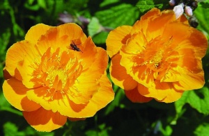 金莲花:点击看原图 金莲花