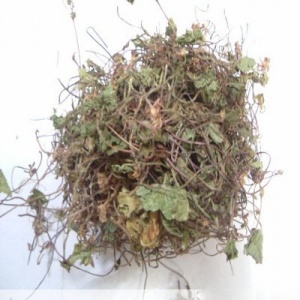 积雪草:点击看原图 积雪草