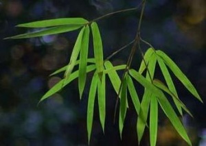 苦竹叶:点击看原图 苦竹叶