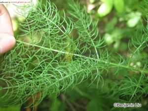 龙须菜:点击看原图 龙须菜