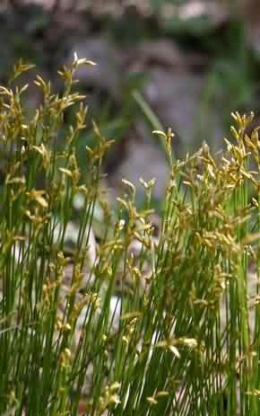 龙须草:点击看原图 龙须草