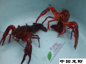 龙虾:点击看原图 龙虾