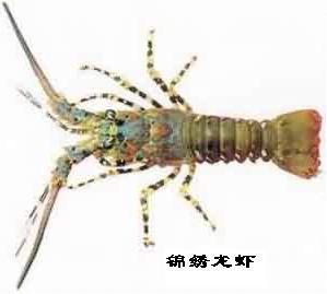 龙虾:点击看原图 龙虾