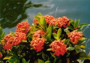 龙船花:点击看原图 龙船花