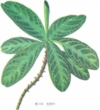 龙利叶:点击看原图 龙利叶