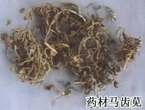 马齿苋:点击看原图 马齿苋