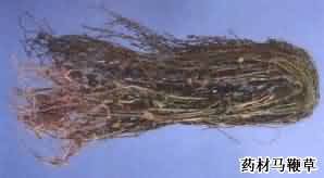 马鞭草:点击看原图 马鞭草