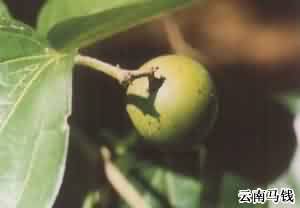 马钱子:点击看原图 马钱子
