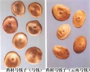 马钱子:点击看原图 马钱子