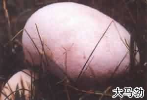 马勃:点击看原图 马勃