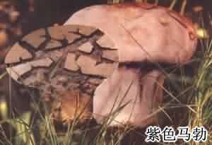 马勃:点击看原图 马勃