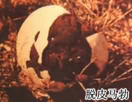 马勃:点击看原图 马勃