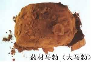 马勃:点击看原图 马勃