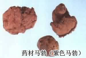 马勃:点击看原图 马勃