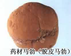 马勃:点击看原图 马勃
