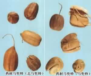 马兜铃:点击看原图 马兜铃