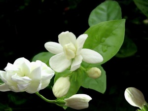 茉莉花:点击看原图 茉莉花