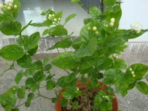 茉莉叶:点击看原图 茉莉叶