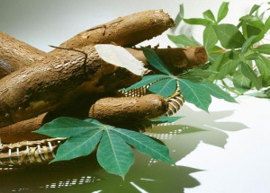 木薯:点击看原图 木薯