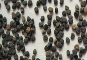 曼陀罗子:点击看原图 曼陀罗子