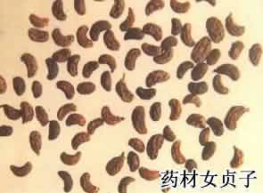 女贞子:点击看原图 女贞子