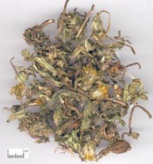 蒲公英:点击看原图 蒲公英