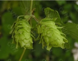 啤酒花:点击看原图 啤酒花